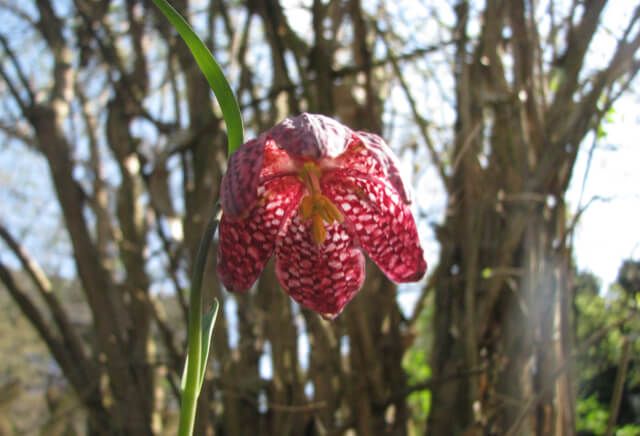 Gartengestaltung mit jahreszeitlicher Bepflanzung im Odenwald